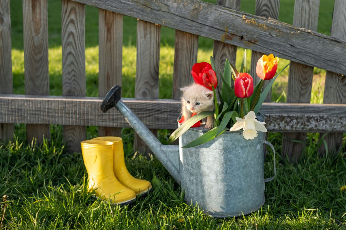 May gardening tips