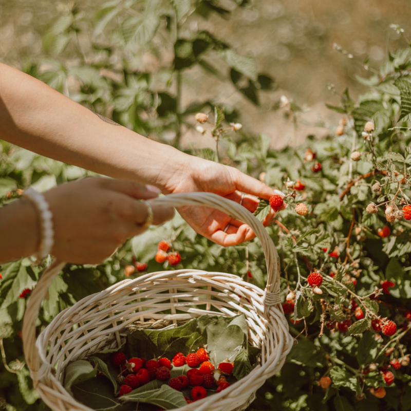 Where to Pick Your Own Fruit in the West Midlands