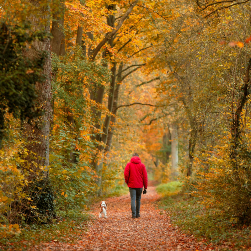 Dog-Friendly Days Out