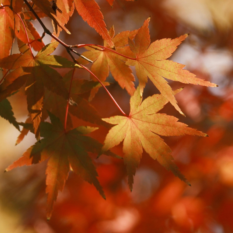 The Story Behind the Autumn Leaf